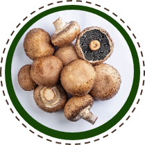 cOGUMELO Portobello