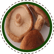 Shiitake